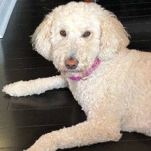 Meet your Posher, Aimee